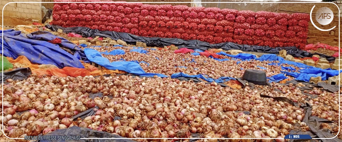 Filière oignon : Ngomène et environs craignent une mévente, après l'ouverture du marché aux gros producteurs