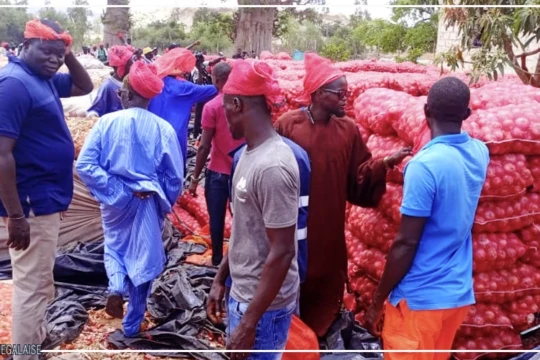Filière oignon : Ngomène et environs craignent une mévente, après l'ouverture du marché aux gros producteurs