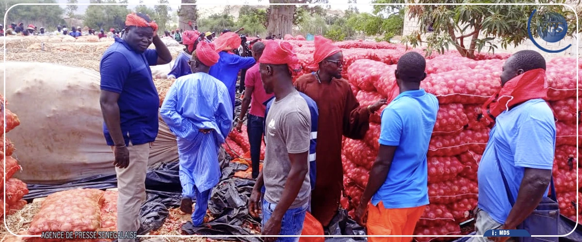 Filière oignon : Ngomène et environs craignent une mévente, après l’ouverture du marché aux gros producteurs