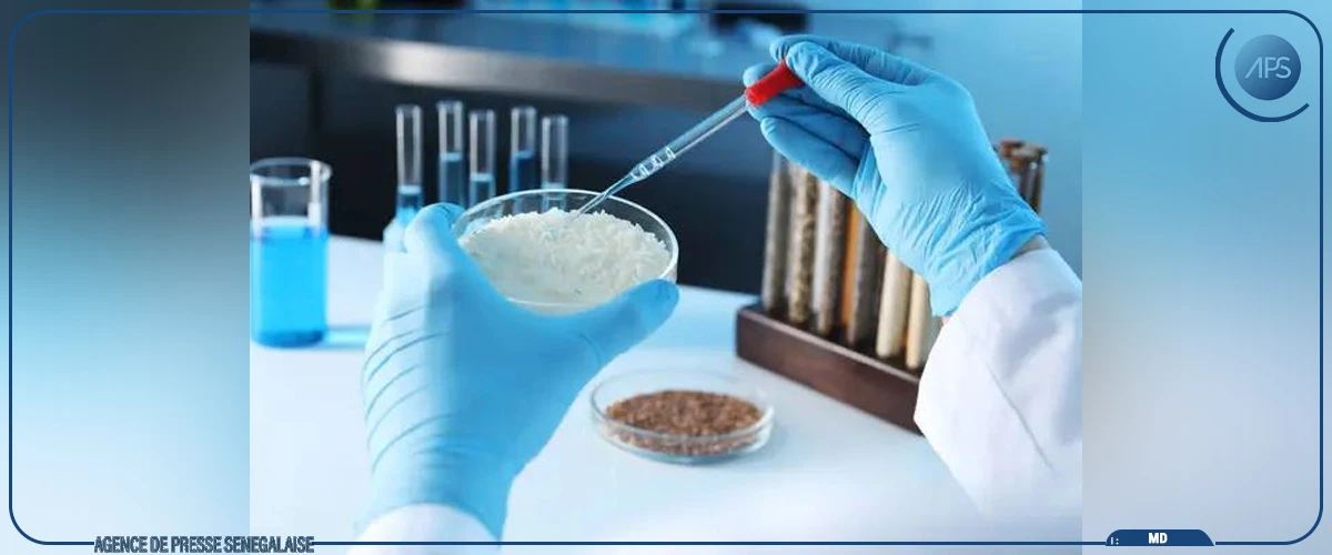 Une teneur en aflatoxine supérieure aux normes règlementaires découverte dans du riz consommé à Dakar, Kaolack et Thiès (étude)