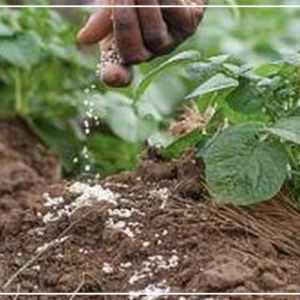 Bakel : des producteurs décidés à relever le défi de l'autosuffisance en semences