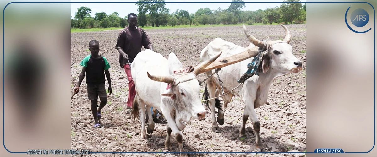 Tambacounda : l'hivernage prend ses marques à Kothiary, une bonne campagne espérée
