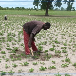 Tambacounda : l'hivernage prend ses marques à Kothiary, une bonne campagne espérée