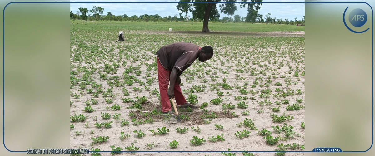 Tambacounda : l’hivernage prend ses marques à Kothiary, une bonne campagne espérée