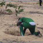 Abéné : 920 arbres plantés pour restaurer un site d'exploitation du zircon