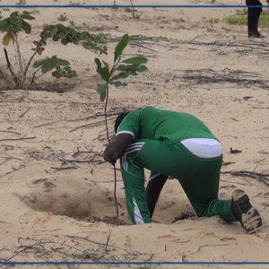 Abéné : 920 arbres plantés pour restaurer un site d'exploitation du zircon