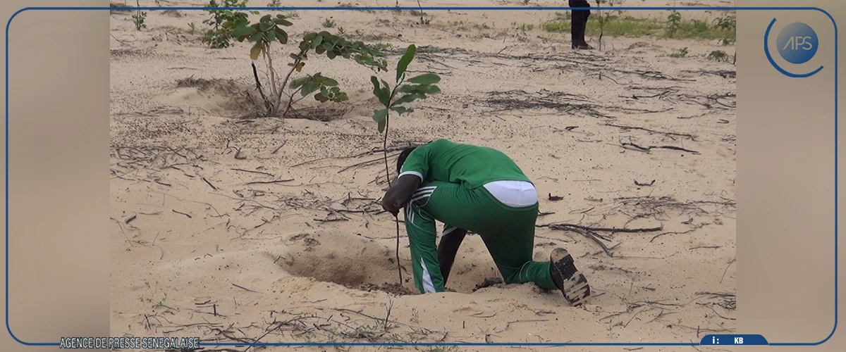 Abéné : 920 arbres plantés pour restaurer un site d’exploitation du zircon