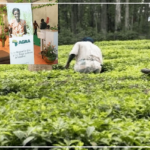 Réduction de la faim : le Sénégal, un exemple à suivre, selon l’AFSA