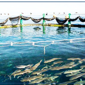 Vers un alignement des stratégies nationales de pêche et d'aquaculture sur les politiques continentales