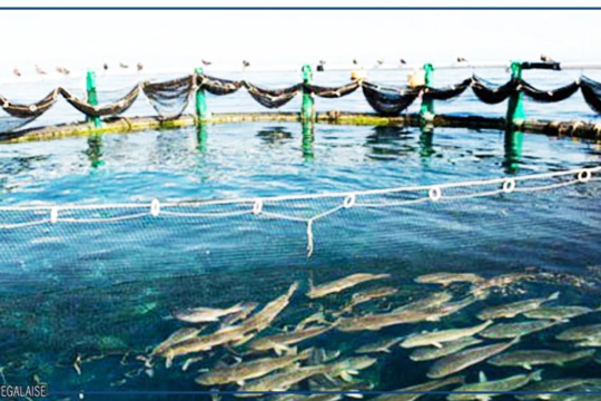 Vers un alignement des stratégies nationales de pêche et d'aquaculture sur les politiques continentales