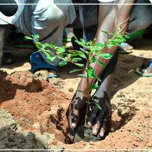 Ziguinchor : Diègoune hôte de la Journée de l'arbre, dimanche (circulaire)