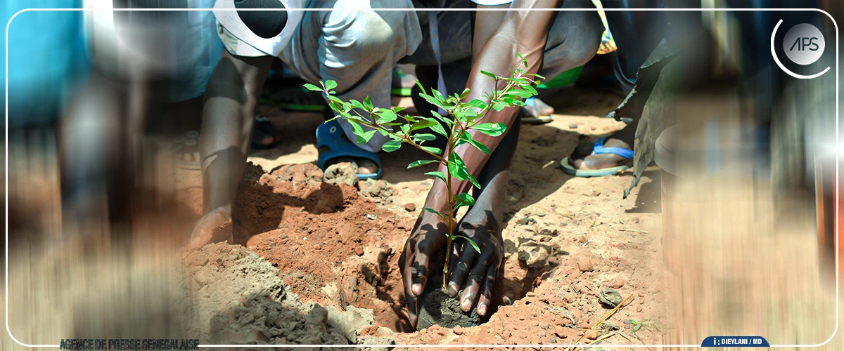 Ziguinchor : Diègoune hôte de la Journée de l’arbre, dimanche (circulaire)