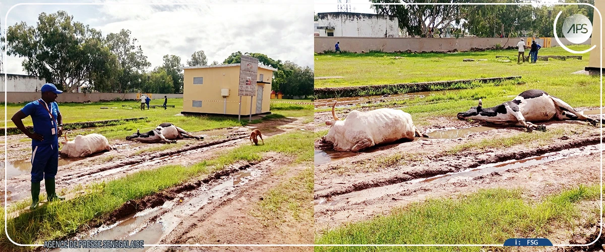 Ziguinchor : plusieurs animaux électrocutés près d'un poste à haute tension