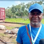 Ziguinchor : plusieurs animaux électrocutés près d'un poste à haute tension