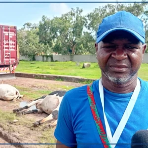 Ziguinchor : plusieurs animaux électrocutés près d'un poste à haute tension