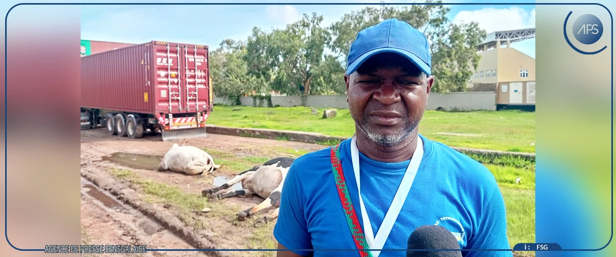 Ziguinchor : plusieurs animaux électrocutés près d’un poste à haute tension