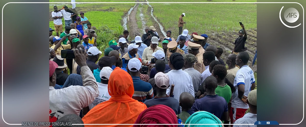 Campagne agricole : un taux de distribution des intrants jugé ''satisfaisant'' à Ziguinchor (ministre)