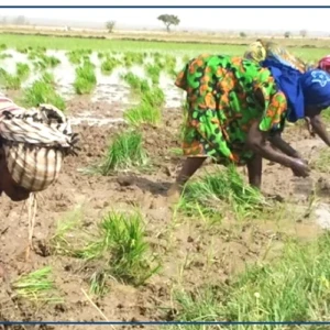 Ziguinchor : des conditions ''globalement'' favorables pour la campagne agricole 2026