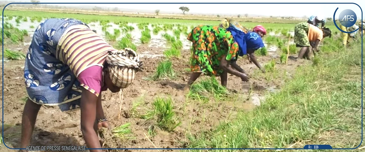 Ziguinchor : des conditions ”globalement” favorables pour la campagne agricole 2026