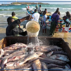 Les acteurs de la pêche invités à privilégier le marché local et la transformation des produits halieutiques