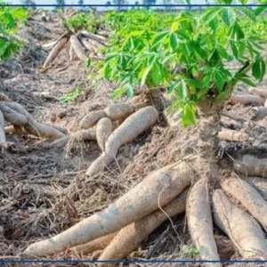 Le manioc, une denrée de souveraineté alimentaire peu exploitée