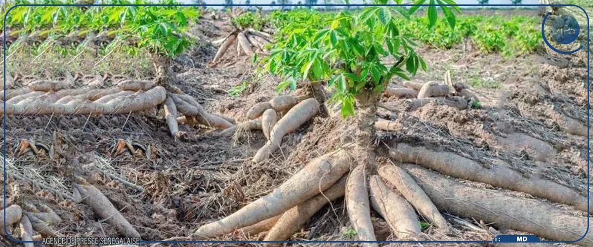 Le manioc, une denrée de souveraineté alimentaire peu exploitée