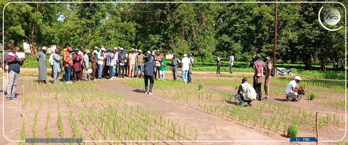 Cheikhou Oumar Ba en tournée de suivi de l'évolution de la campagne agricole dans la région de Sédhiou