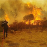 Algérie : douze personnes meurent dans des incendies de forêts (médias)