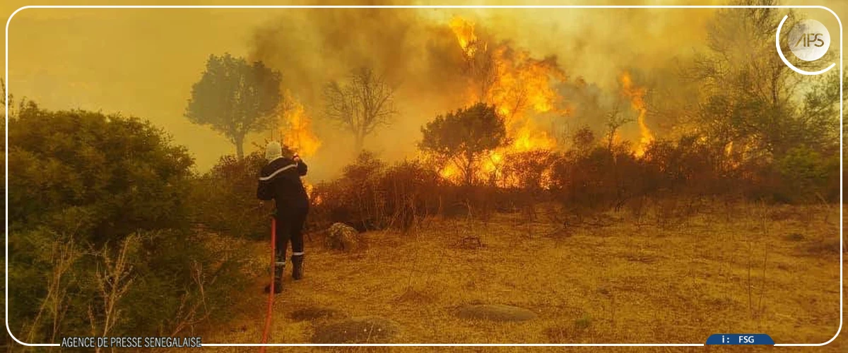 Algérie : douze personnes meurent dans des incendies de forêts (médias)