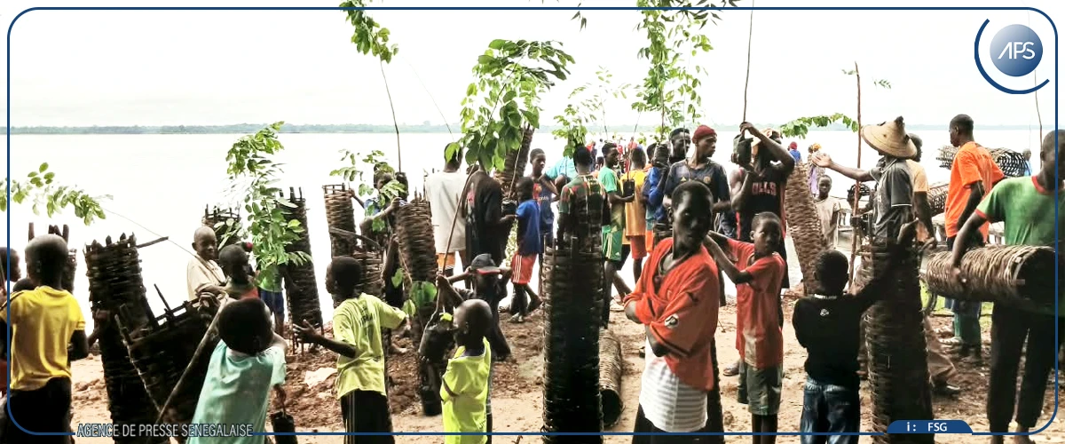 Sédhiou : le village de Bouno reboise pour contrer l'avancée de la mer