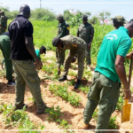 Louga : l’administration pénitentiaire mise sur le reboisement pour sécuriser une réserve de 10 hectares