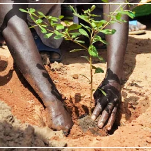 Réchauffement climatique : les communes de Pikine, Toubacouta et Thiès encouragées à aménager des espaces de production de plantes