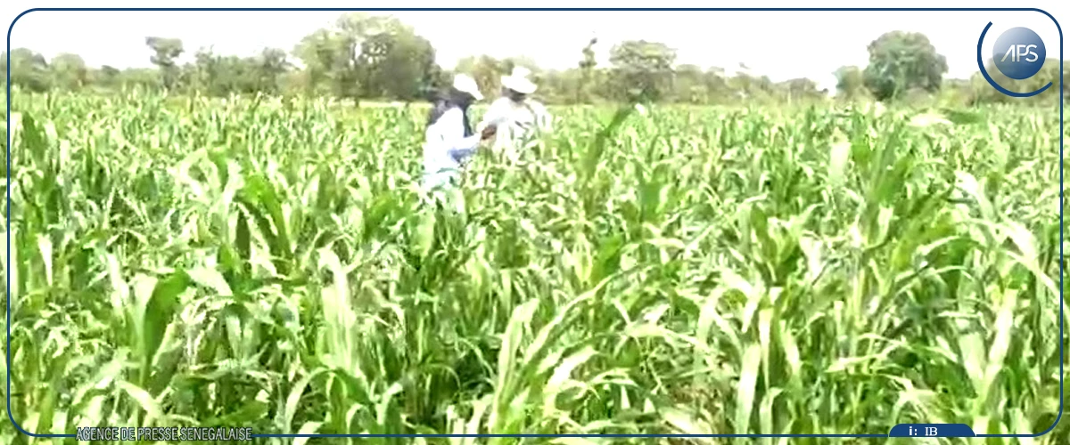 Kolda : Cheikhou Oumar Ba promet des mesures concrètes aux attentes des producteurs