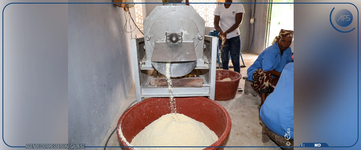 Le manioc, une denrée de souveraineté alimentaire peu exploitée
