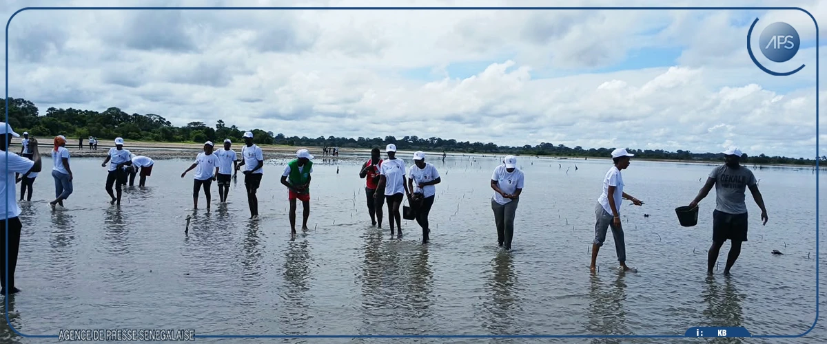 Baïla : des communautés se mobilisent dans le repiquage de la mangrove pour redonner vie à un marigot de 10 ha