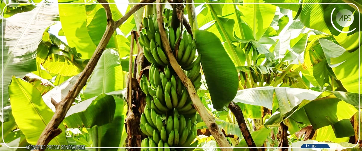 Du Boudié aux marchés, la banane, une filière porteuse confrontée à des défis