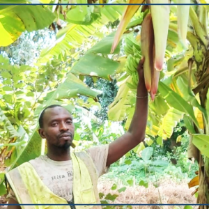 Du Boudié aux marchés, la banane, une filière porteuse confrontée à des défis