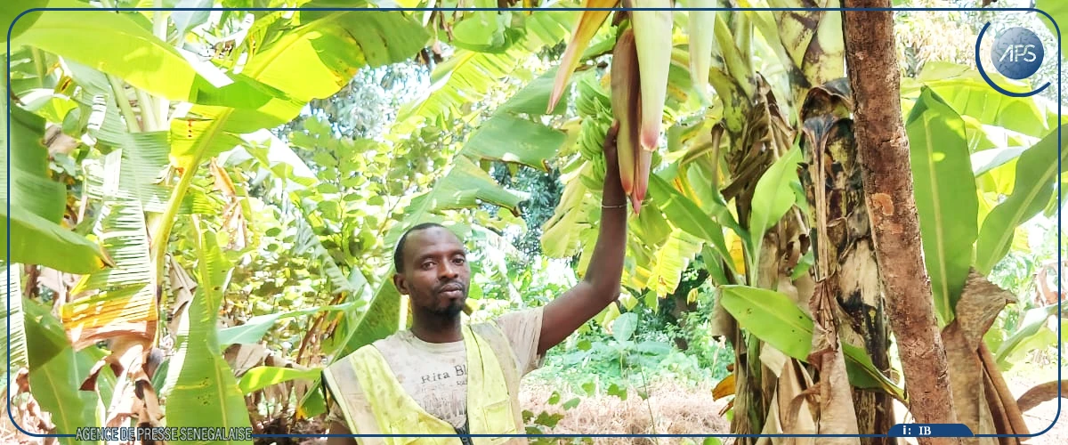 Du Boudié aux marchés, la banane, une filière porteuse confrontée à des défis