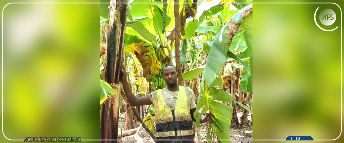 Du Boudié aux marchés, la banane, une filière porteuse confrontée à des défis