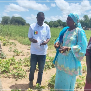 Le CNRA de Bambey évalue des lignées de niébé en zone sahélo-soudanienne