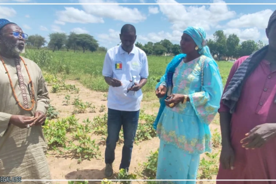Le CNRA de Bambey évalue des lignées de niébé en zone sahélo-soudanienne