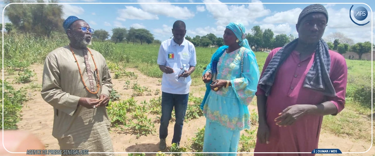 Le CNRA de Bambey évalue des lignées de niébé en zone sahélo-soudanienne