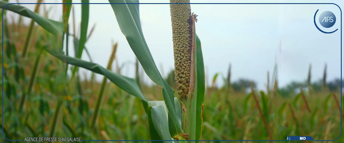 Koungheul : le ministre de l’Agriculture appelle les producteurs à davantage recourir à l’assurance agricole