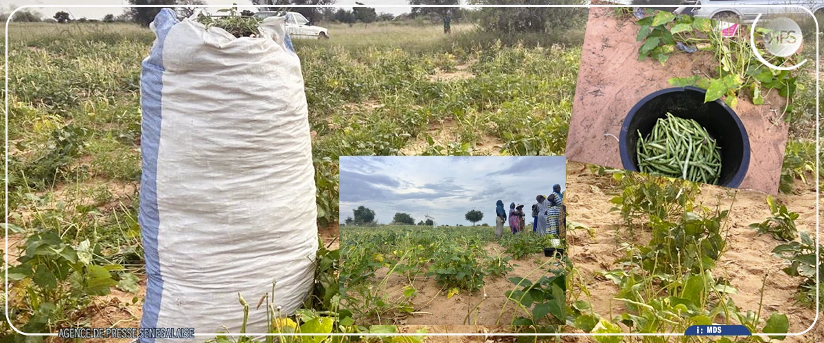 Louga : Cheikhou Oumar Ba mise sur les filières niébé et arachide pour la création d’emplois
