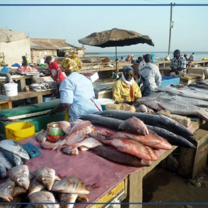 Lutte contre la cherté de la vie : le gouvernement veut améliorer la distribution du poisson
