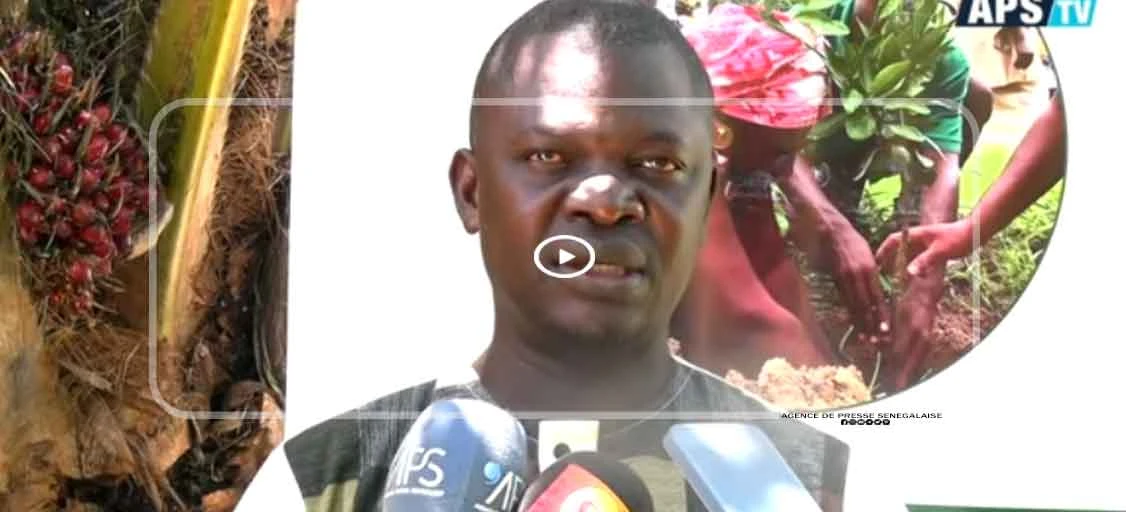 Enda Pronat lance un projet de « ponts verts » à Ziguinchor