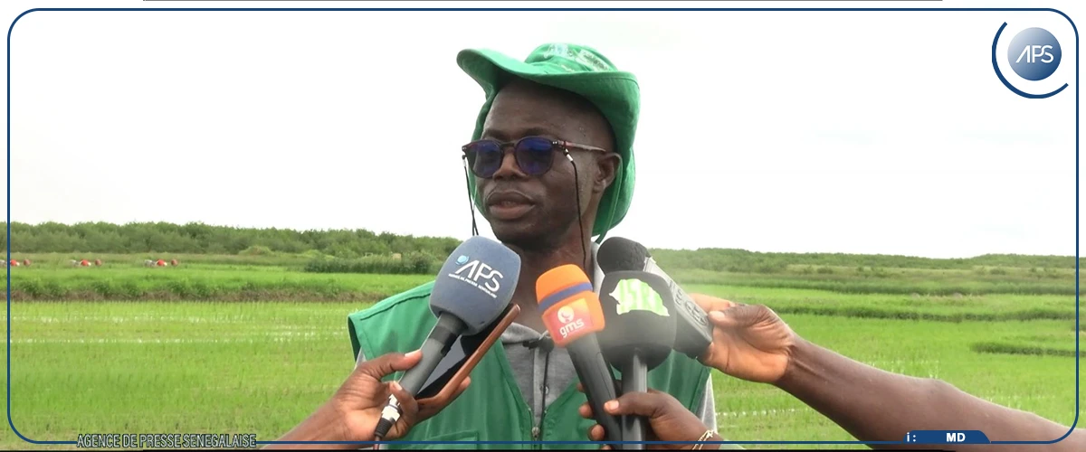 Ziguinchor : un technicien préconise des solutions pour contrer la  salinisation des rizières