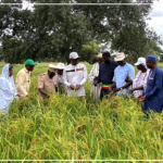 Tambacounda : Cheikhou Oumar Ba salue un comportement cultural ''correct'' dans certaines zones malgré les pauses pluviométriques