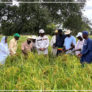 Tambacounda : Cheikhou Oumar Ba salue un comportement cultural ''correct'' dans certaines zones malgré les pauses pluviométriques