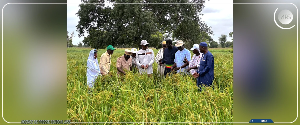 Tambacounda : Cheikhou Oumar Ba salue un comportement cultural ''correct'' dans certaines zones malgré les pauses pluviométriques